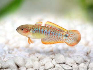 peacock gudgeon