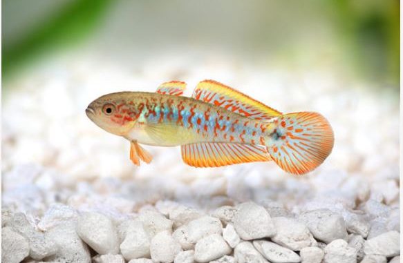 peacock gudgeon