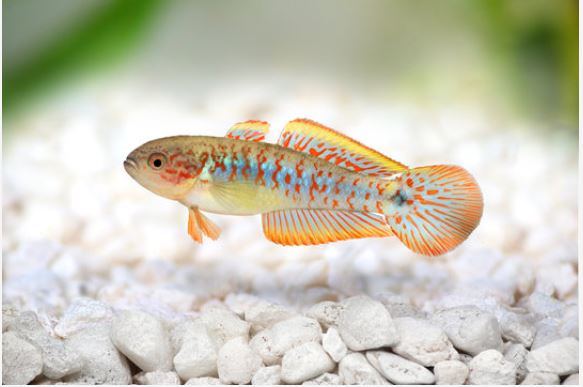 peacock gudgeon