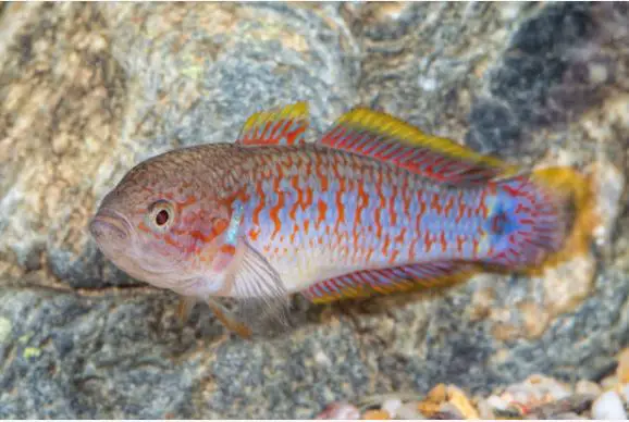 peacock gudgeon