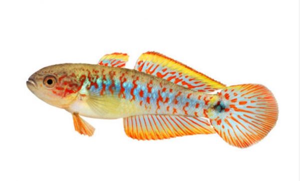 peacock gudgeon