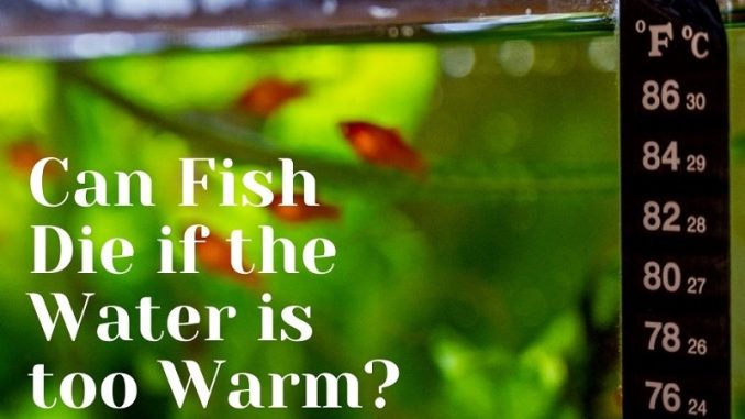 can fish die if the water is too warm