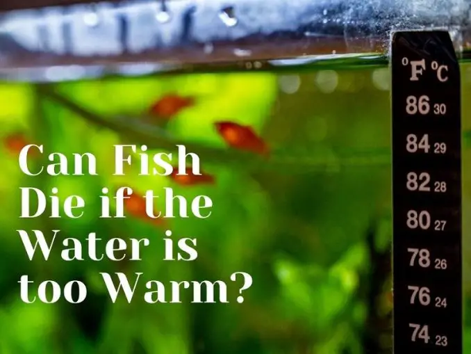 What Do Fish Eat Have You Ever Wondered? Fishkeeping World