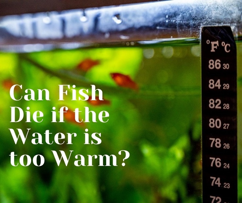 can fish die if the water is too warm