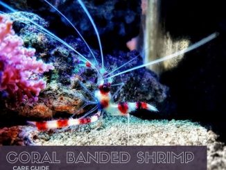 coral banded shrimp