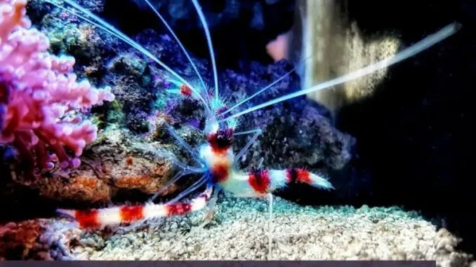 coral banded shrimp