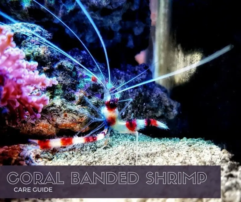 coral banded shrimp