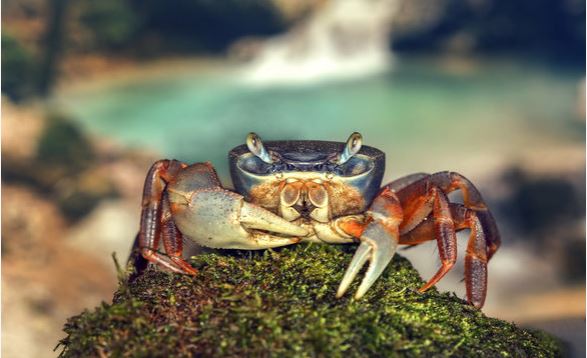 rainbow crab