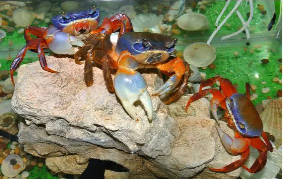 rainbow crab