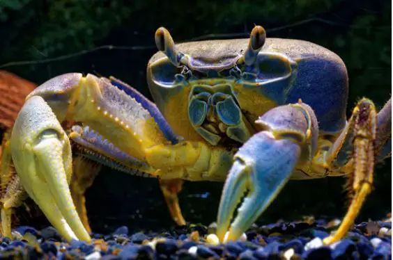 rainbow crab