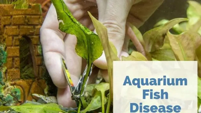 fish diseases