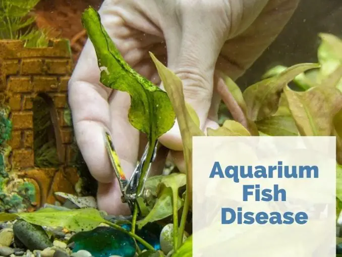 Fish Feeding Times Fishkeeping World