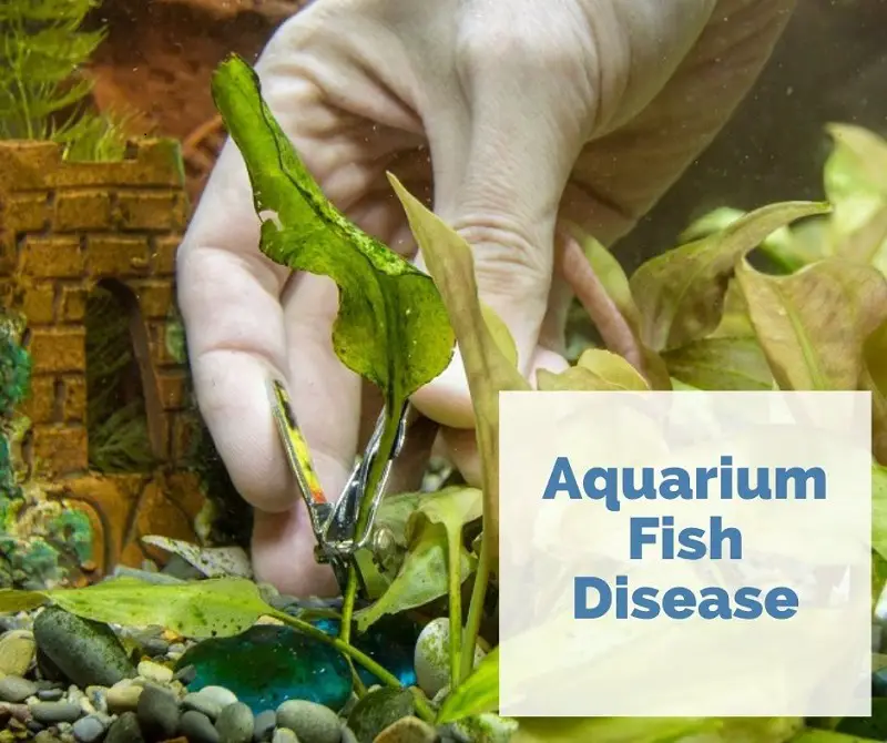 aquarium-fish-diseases-a-comprehensive-guide