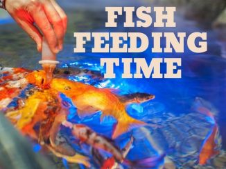 fish feeding times