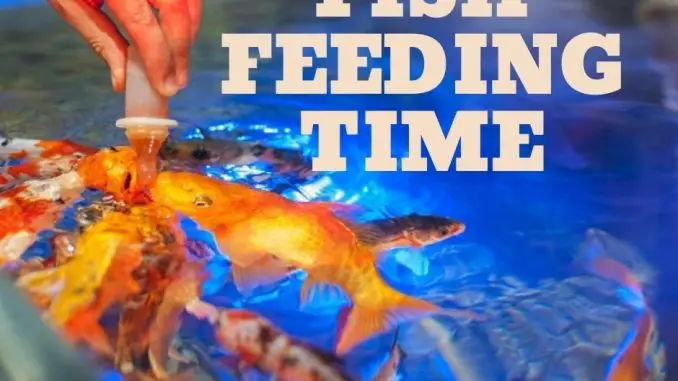 fish feeding times