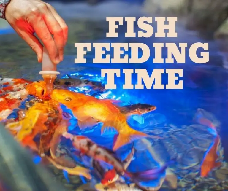 Fish Feeding Times Fishkeeping World