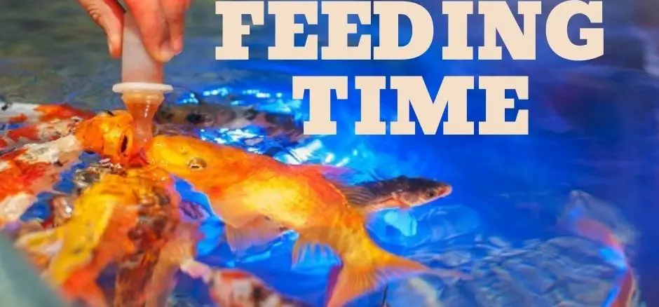 fish feeding times