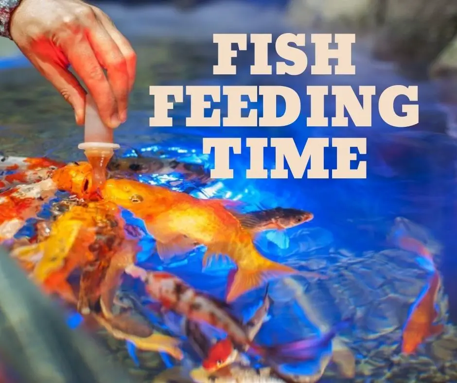 fish-feeding-times