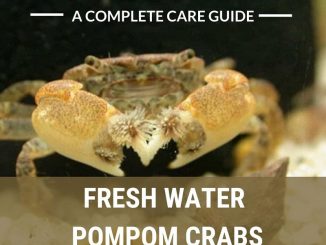 freshwater pom pom crab