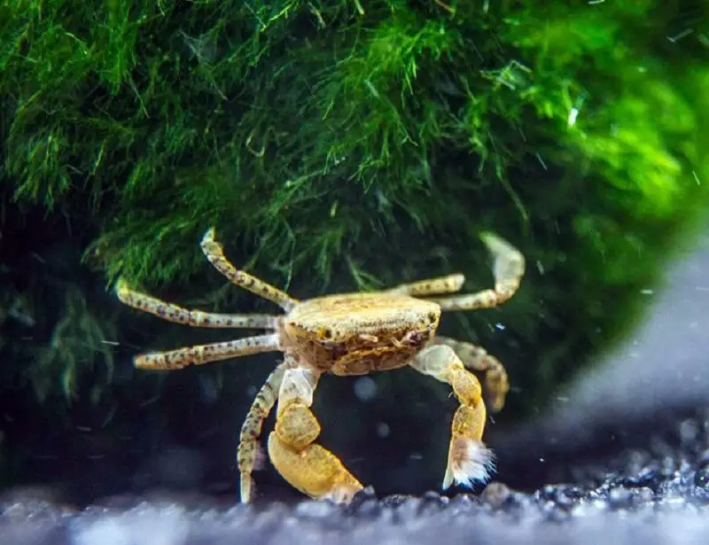 Pom pom crab