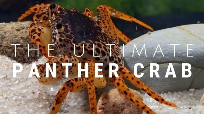 panther crab