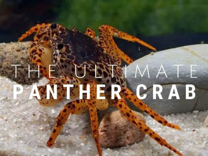 Thai Micro Crab - The Complete Care Guide