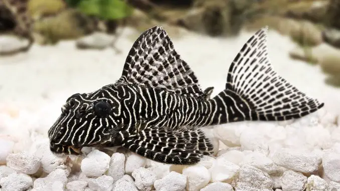 zebra pleco