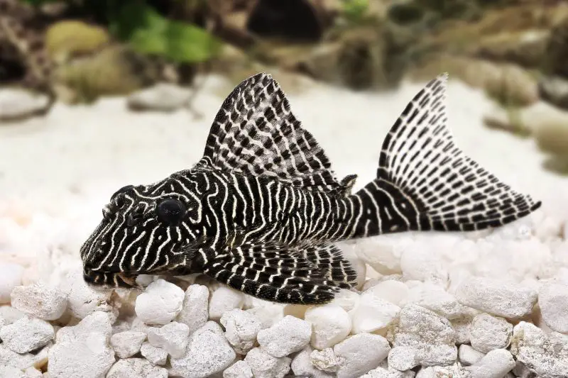 zebra pleco