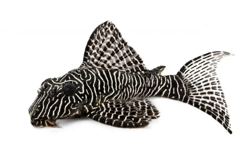 zebra pleco