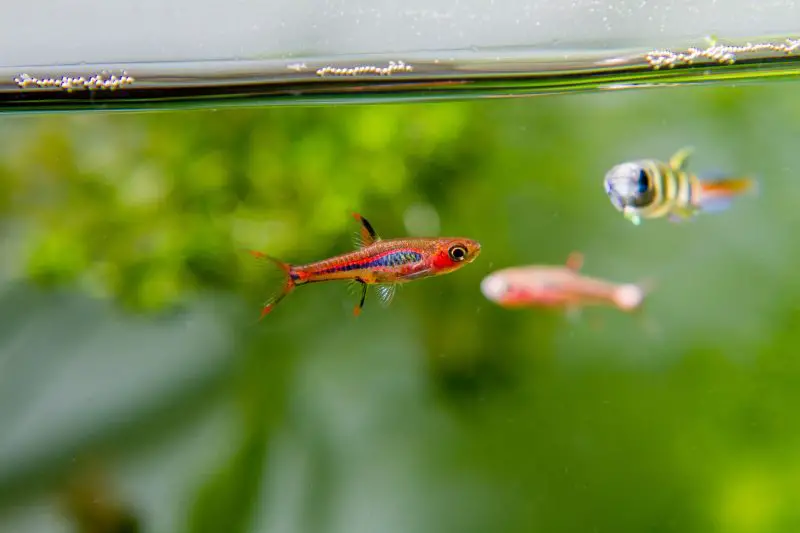 chili-rasbora