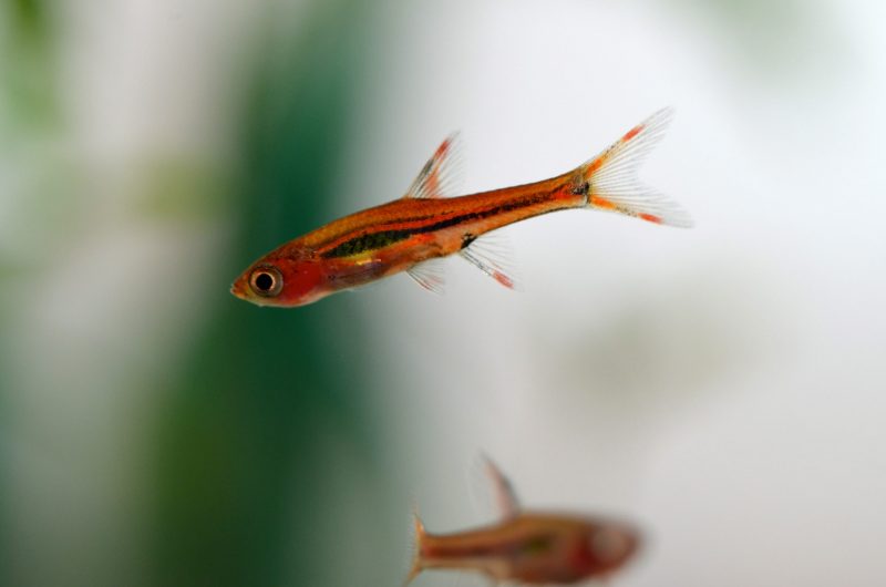 chili-rasbora