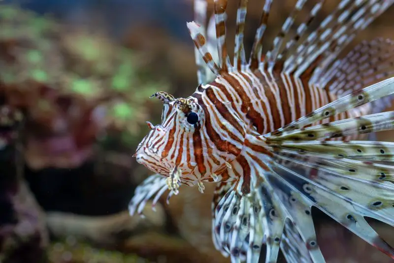 the-complete-guide-to-red-devil-fish-care-fishkeeping-world