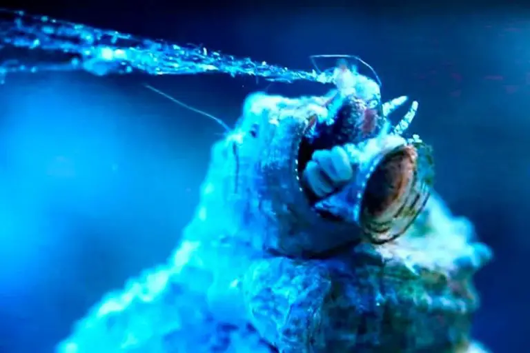 The Detailed Guide to Vermetid Snails and Their Removal Fishkeeping World