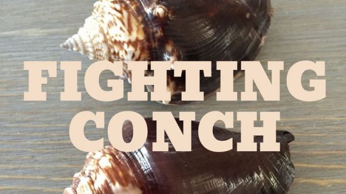 The‌ ‌Complete‌ ‌Fighting‌ ‌Conch‌ ‌Care‌ ‌Guide‌ | Fishkeeping World