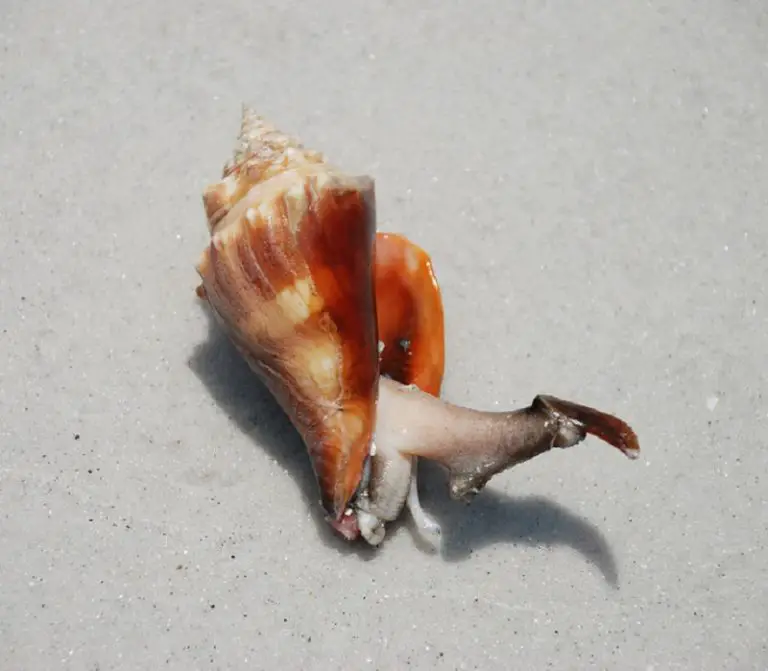 The‌ ‌Fighting‌ ‌Conch‌ ‌Care‌ ‌Guide‌ Fishkeeping World