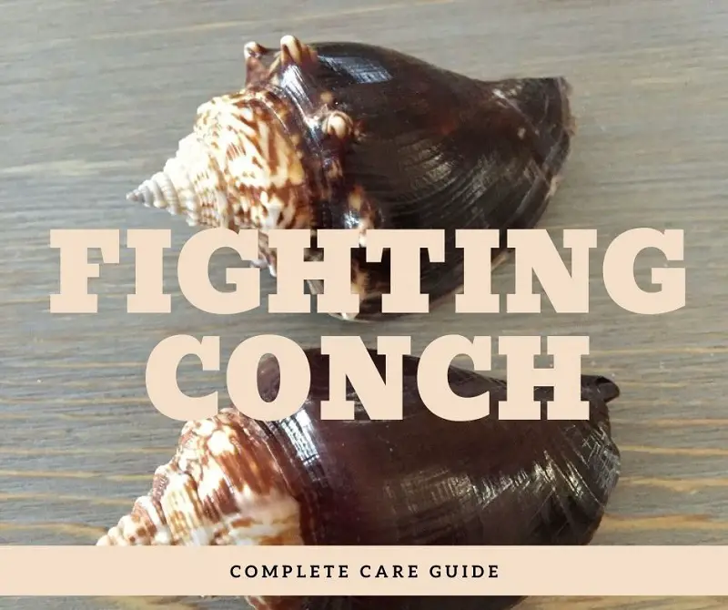 The‌ ‌Complete‌ ‌Fighting‌ ‌Conch‌ ‌Care‌ ‌Guide‌ (1)