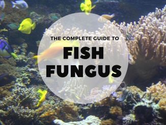 fish fungus