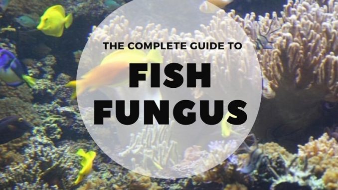 fish fungus