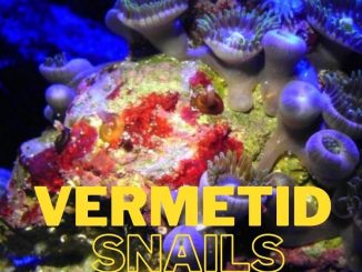 vermetid snail