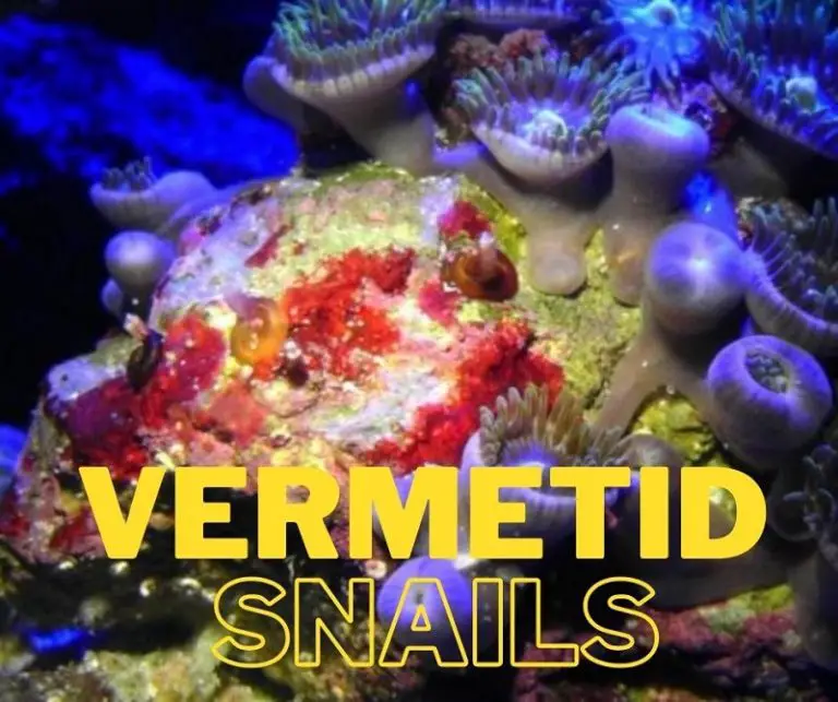 The Detailed Guide to Vermetid Snails and Their Removal Fishkeeping World