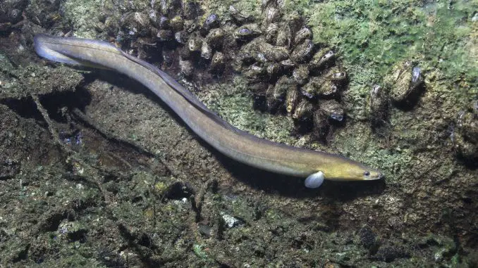 fire eel