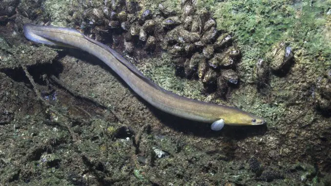 fire eel fire eel