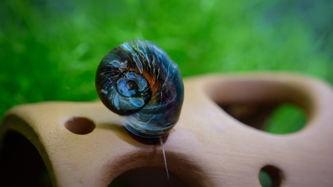 ramshorn snail ramshorn snail