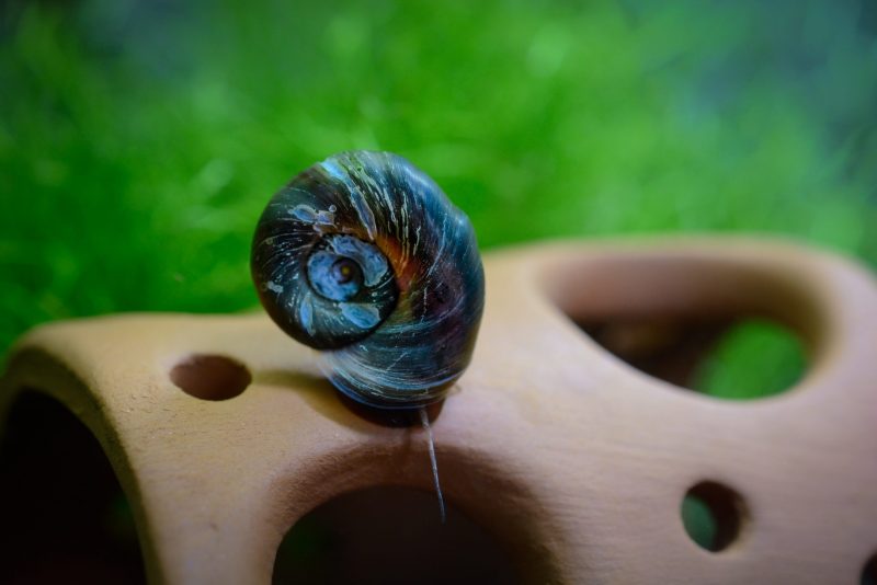 The Ultimate Ramshorn Snail Care Guide | Fishkeeping World