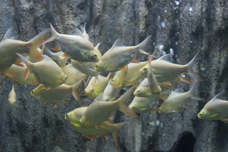 hatchetfish