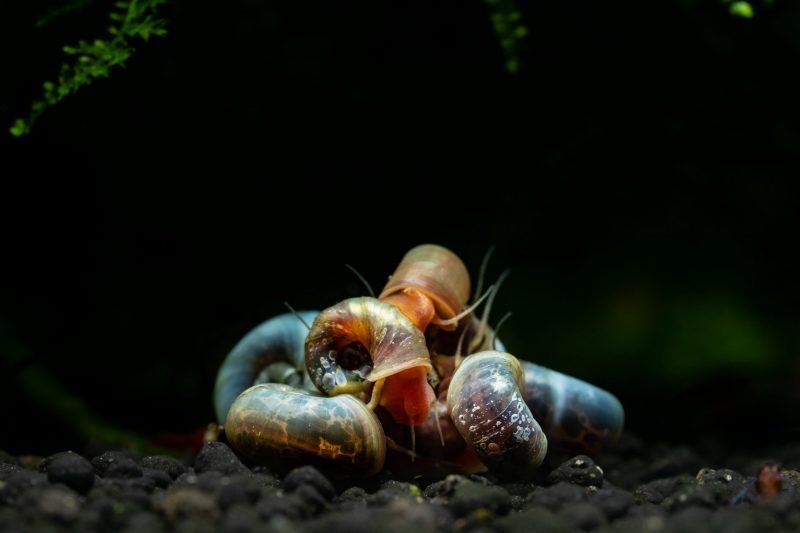 ramshorn snail