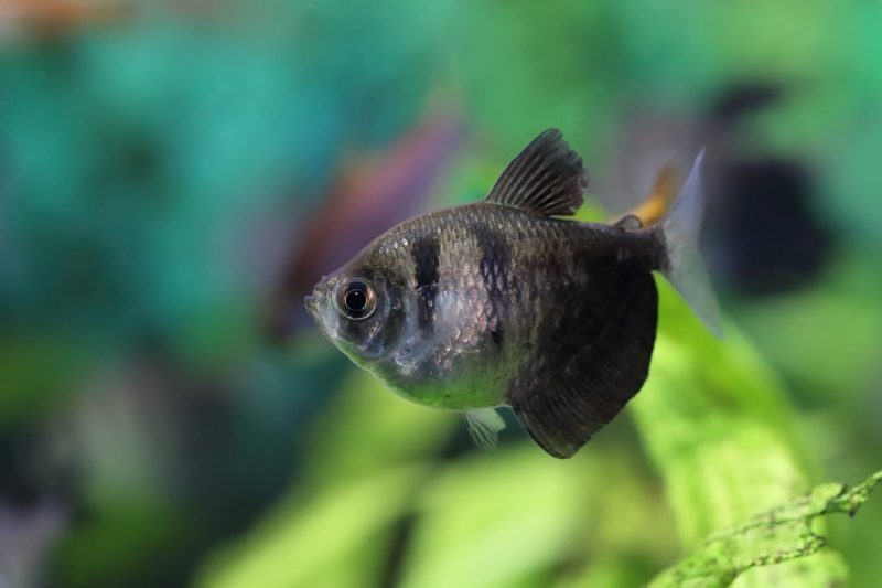 black skirt tetra