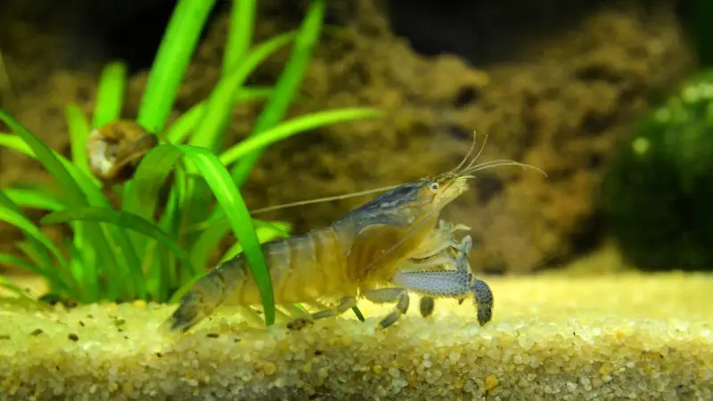 vampire shrimp