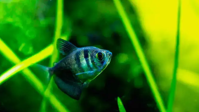 pregnant neon tetra eggs