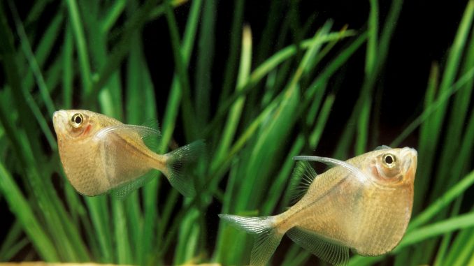 hatchetfish